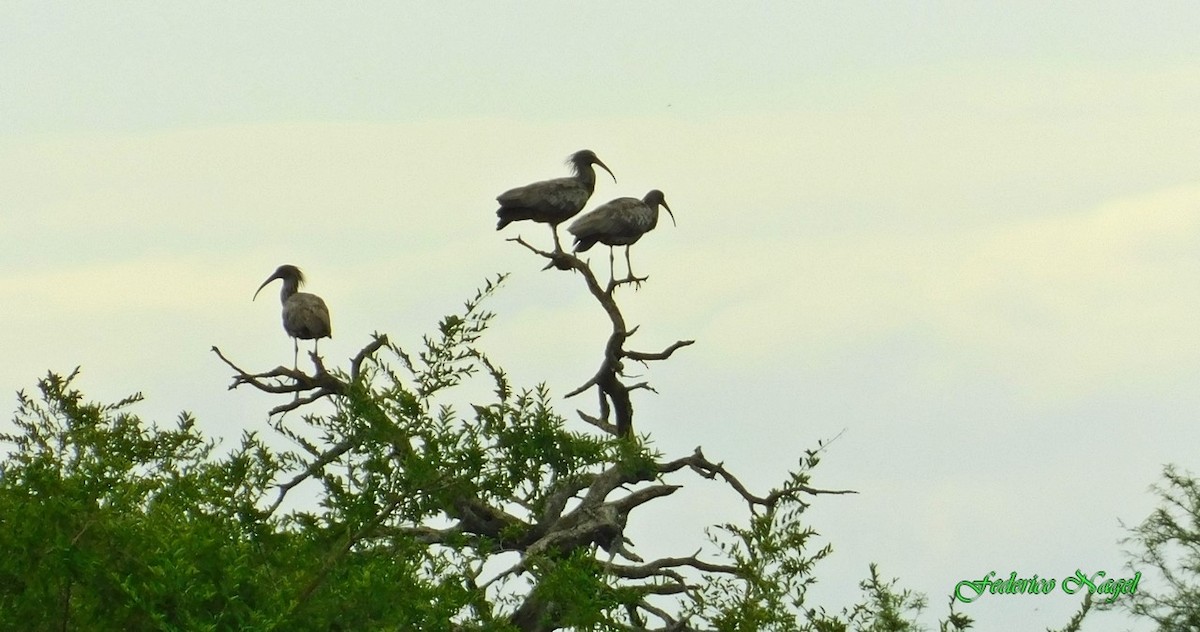 Plumbeous Ibis - ML152436751