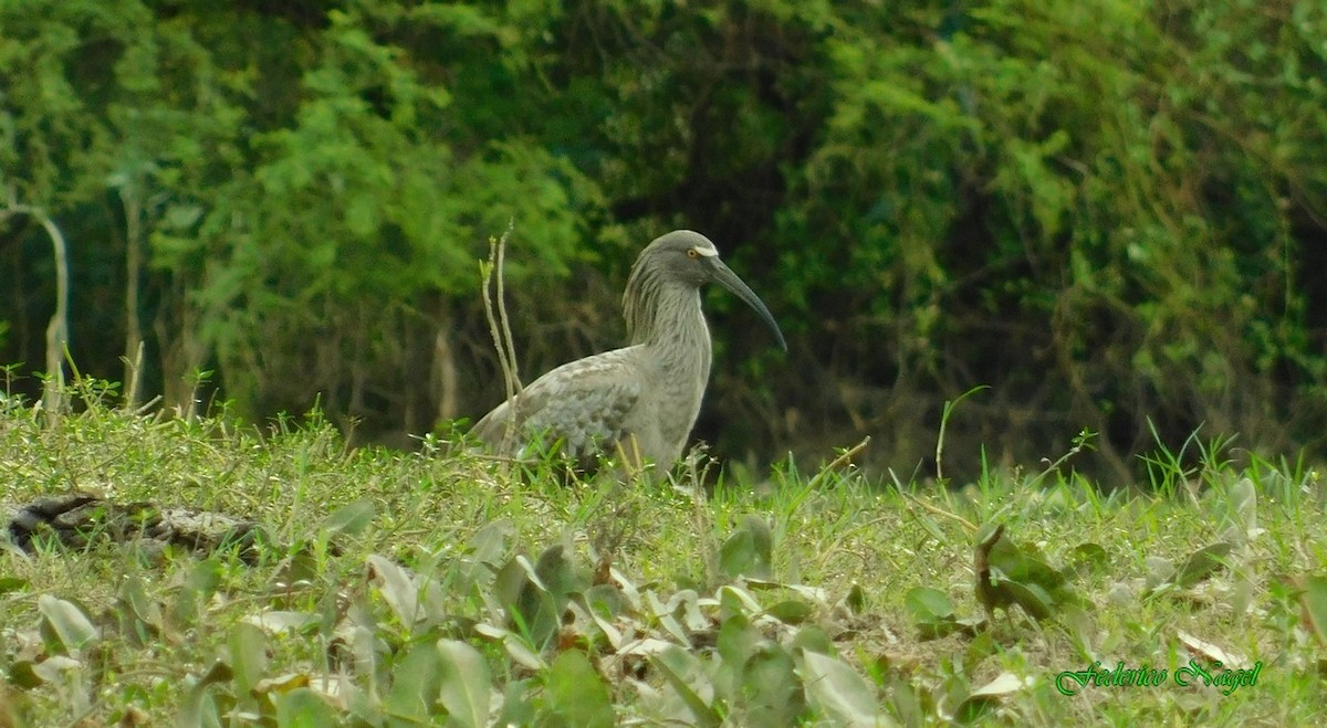 Plumbeous Ibis - ML152436811