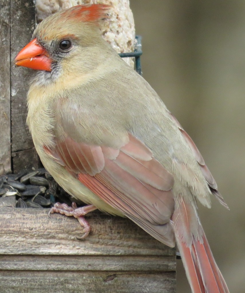Northern Cardinal - ML152437251
