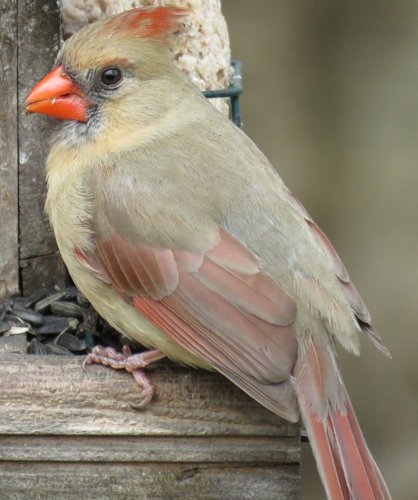 ショウジョウコウカンチョウ - ML152437251