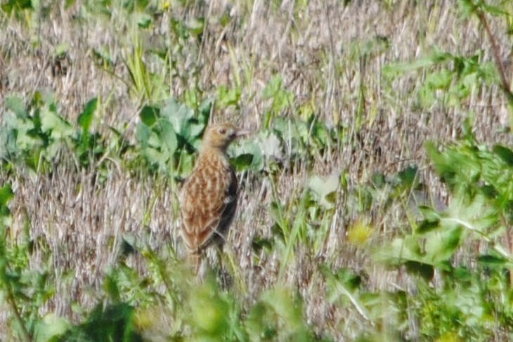 Sprague's Pipit - ML152437941