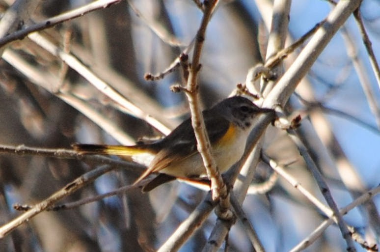 American Redstart - ML152438041