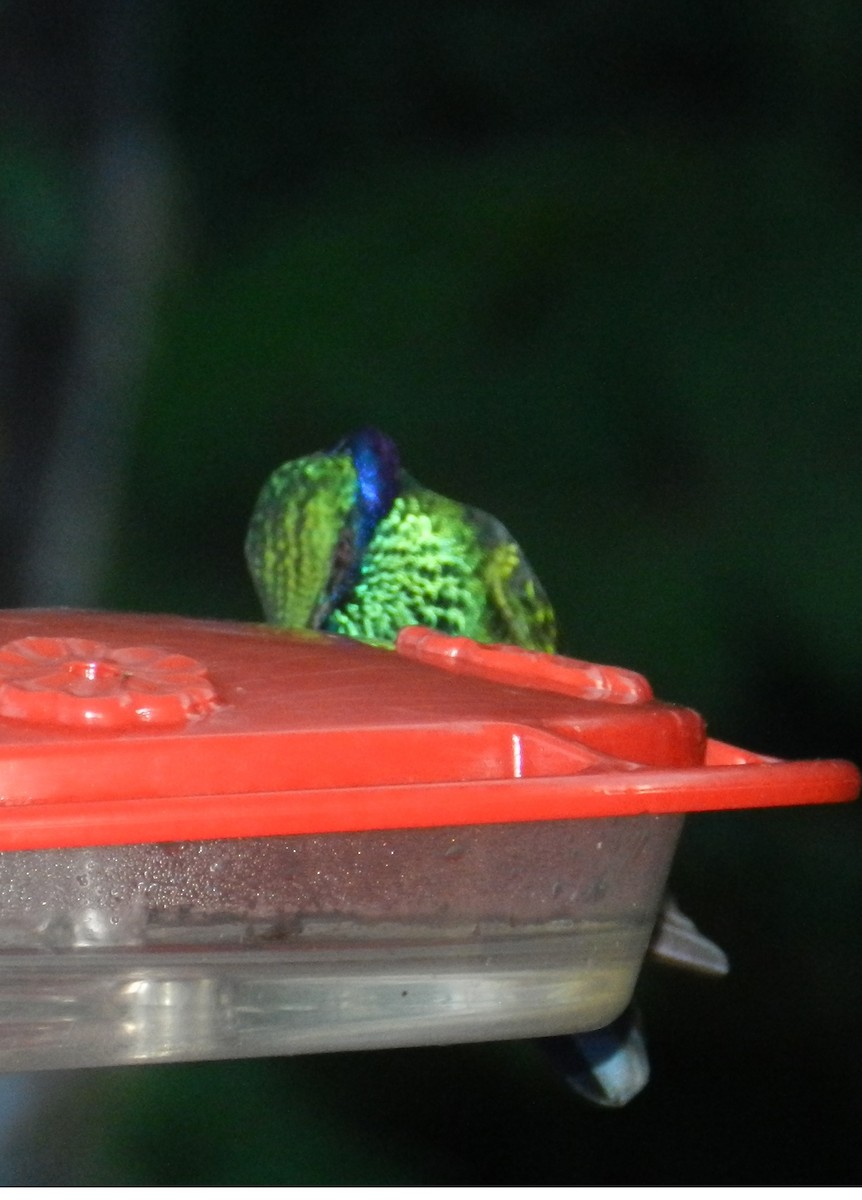 kolibřík modrouchý - ML152439761