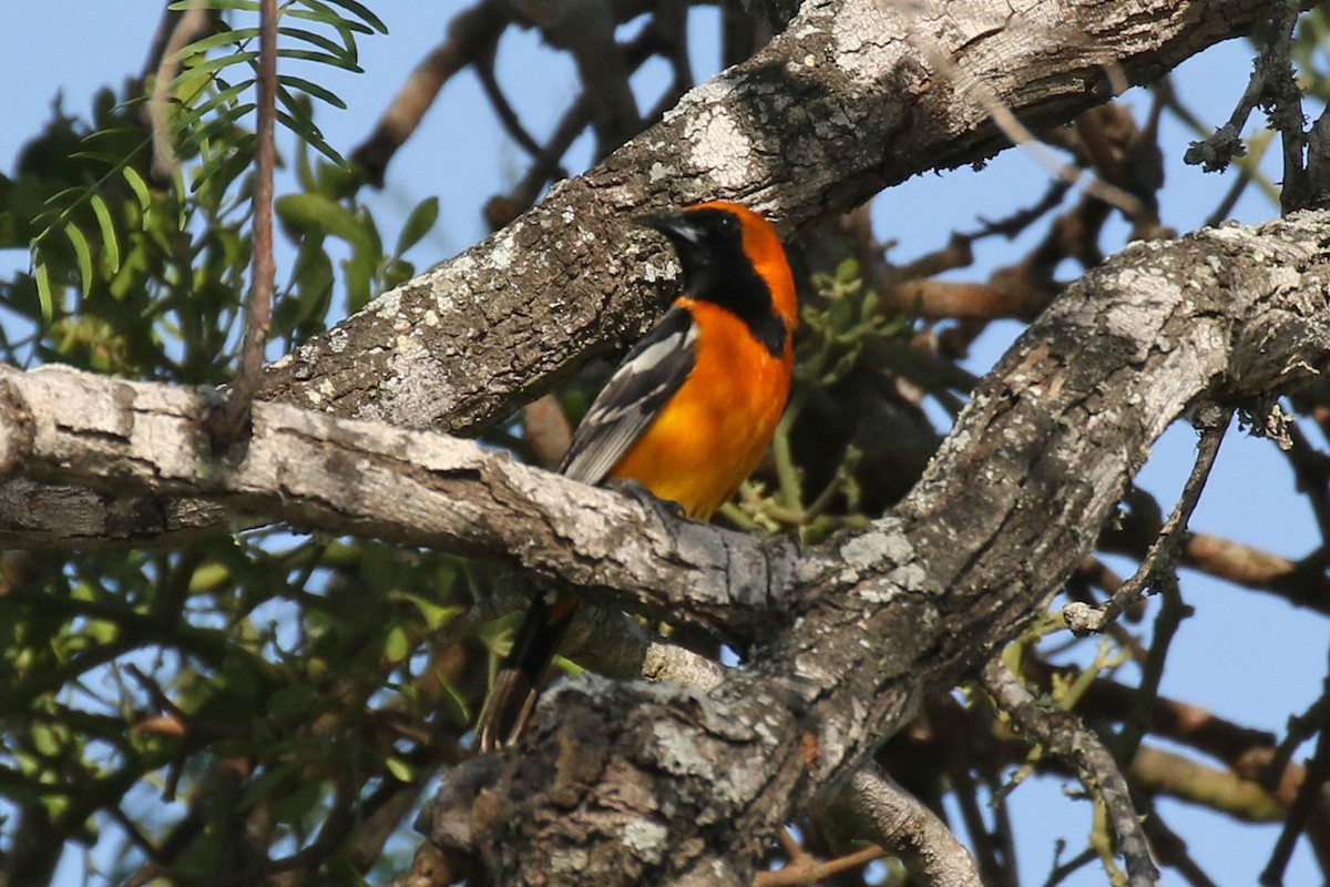 Hooded Oriole - ML152441021