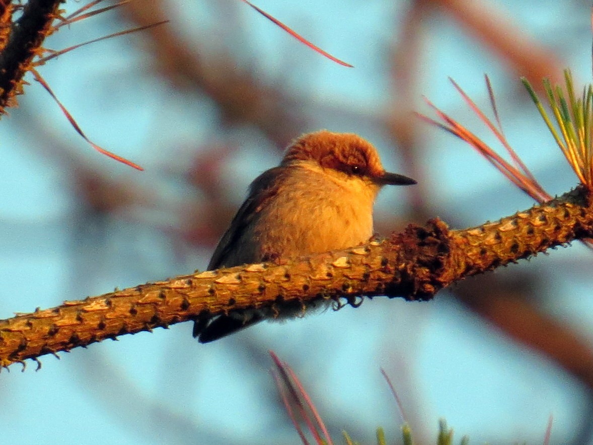 Brown-headed Nuthatch - ML152441191