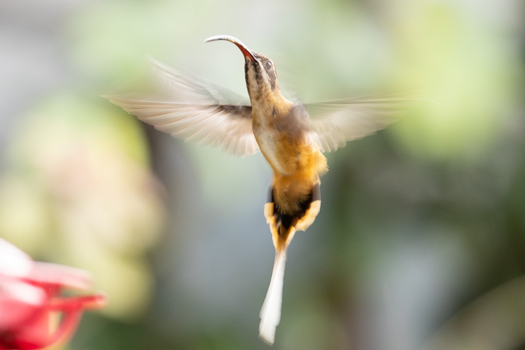 kolibřík dlouhoocasý - ML152441411