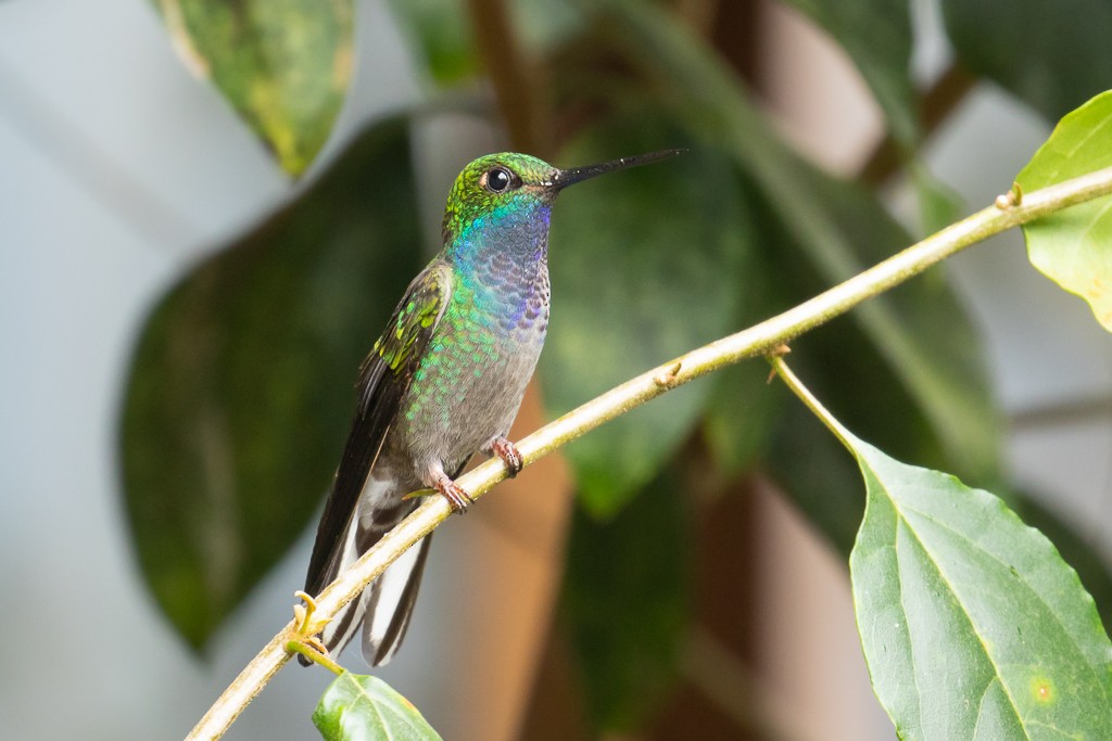 kolibřík zelenohřbetý - ML152441561