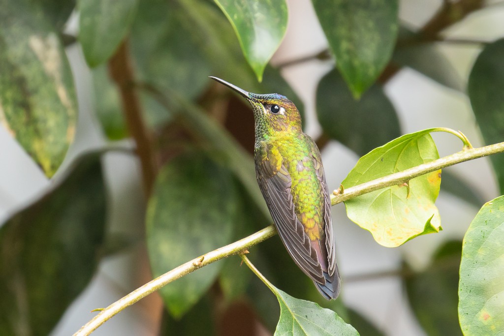 kolibřík fialovočelý - ML152441621