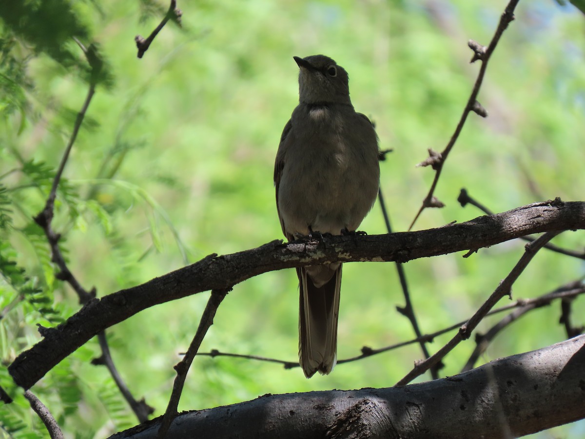 Townsend's Solitaire - ML152441891