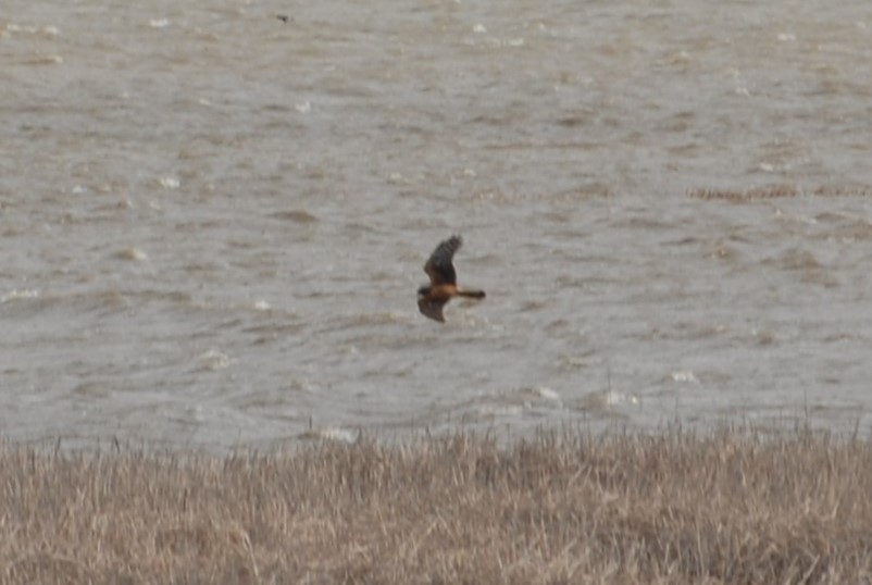 Northern Harrier - ML152443101