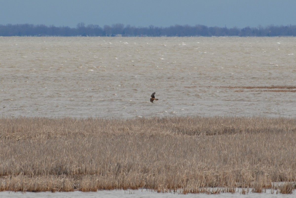 Northern Harrier - ML152443111