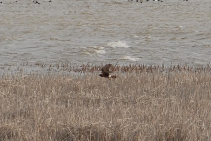 Northern Harrier - ML152443171