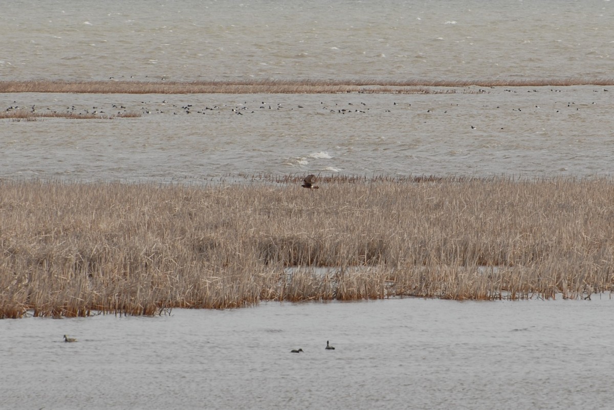 Northern Harrier - ML152443191