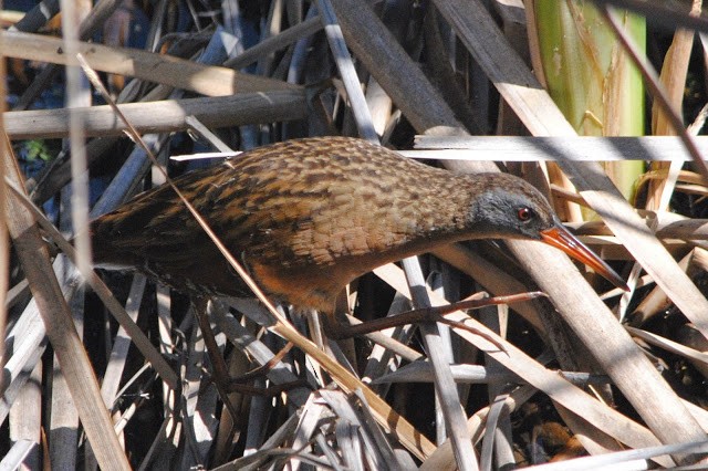 Virginia Rail (Virginia) - Caleb Strand