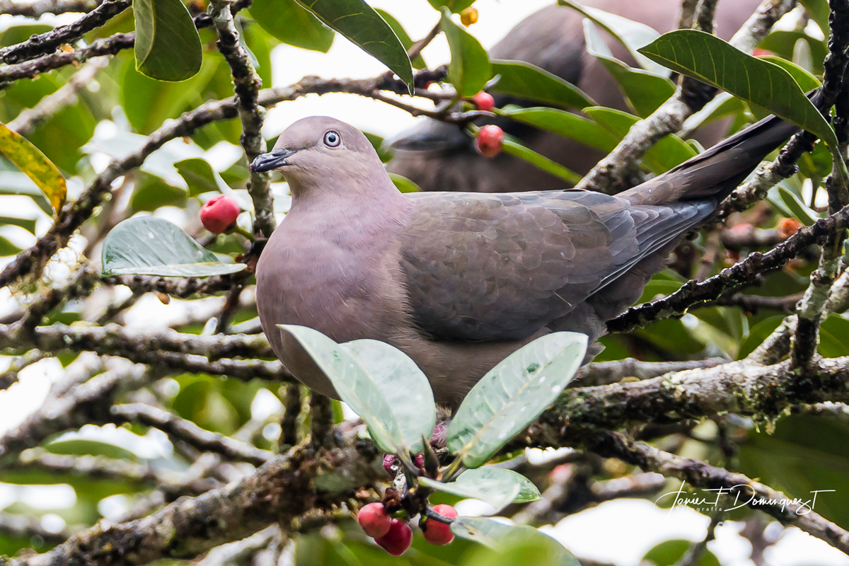 Plumbeous Pigeon - Javier Fernando Dominguez Trujillo