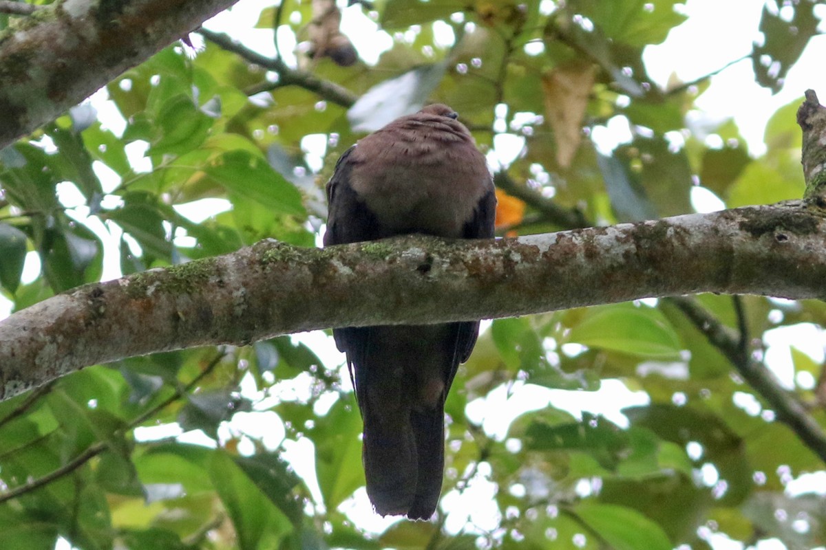 Short-billed Pigeon - ML152446271