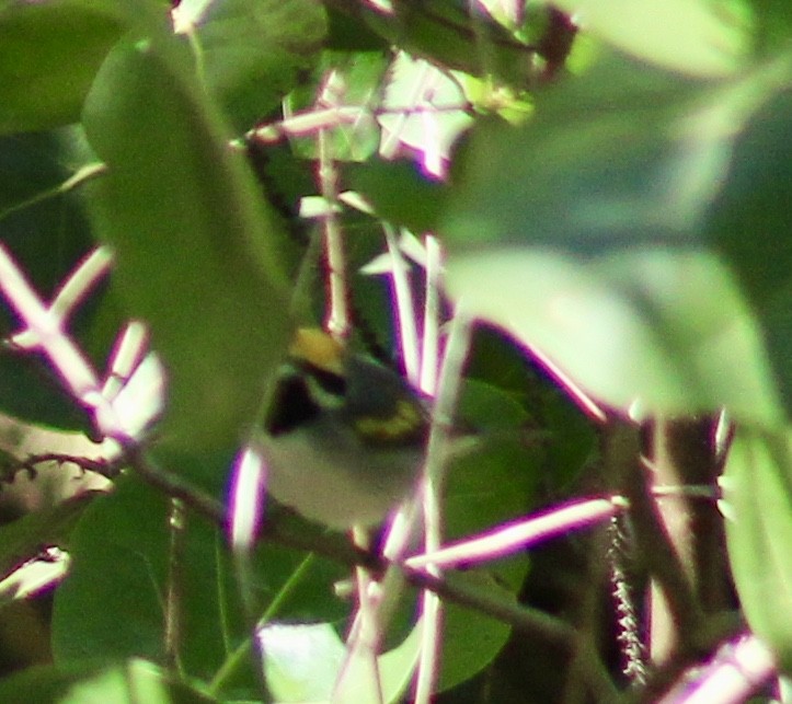 Golden-winged Warbler - Carl Shavers