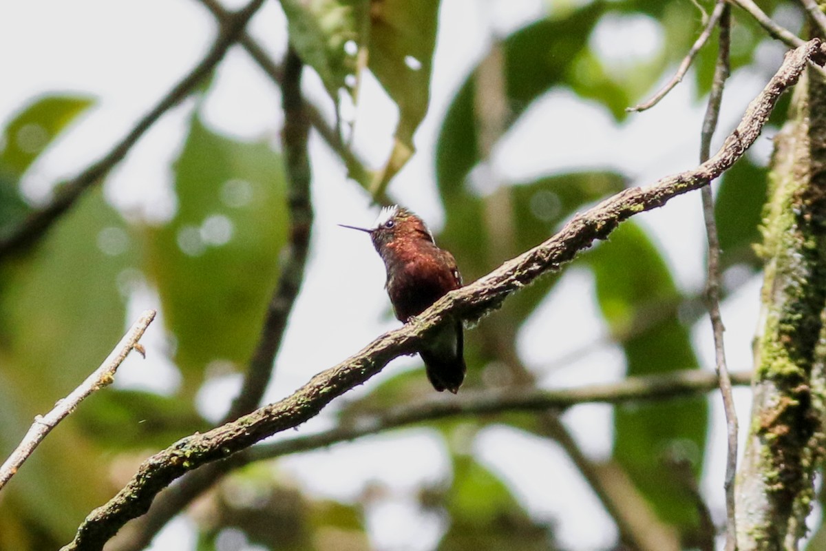 Colibrí Coroniblanco - ML152446371