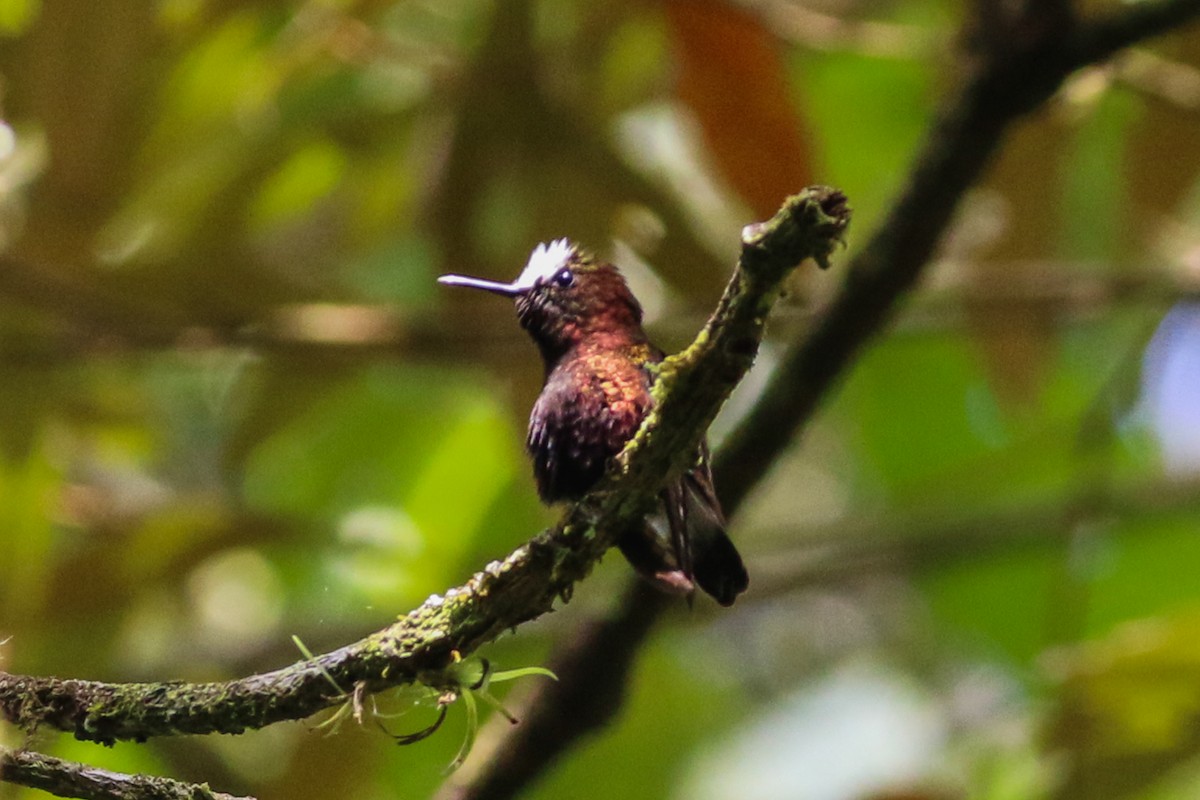 Colibrí Coroniblanco - ML152446381