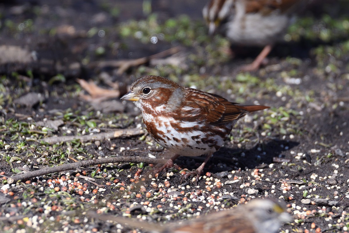 Fox Sparrow (Red) - ML152446671