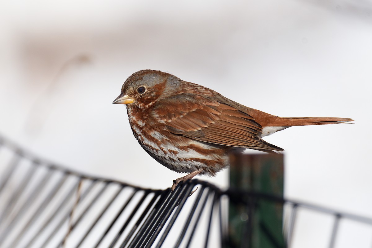 Fox Sparrow (Red) - ML152446681