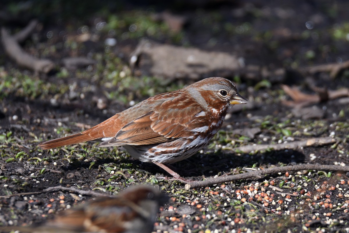 Fox Sparrow (Red) - ML152446691