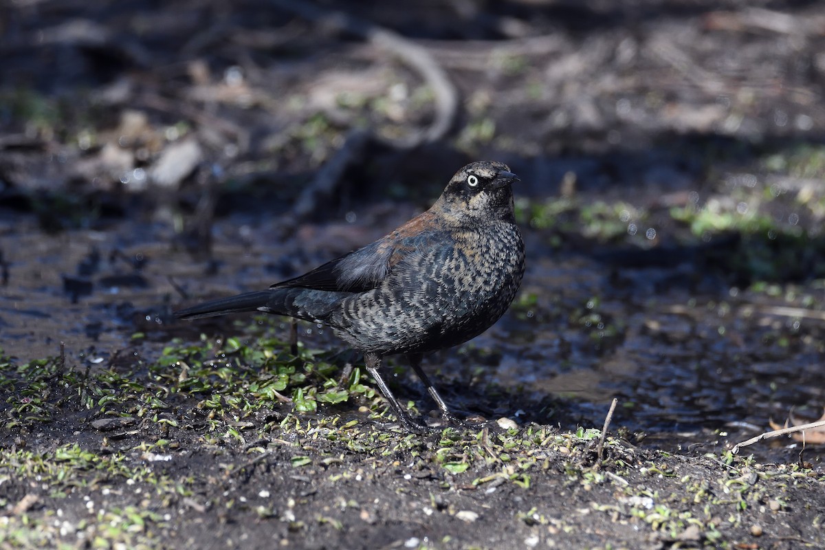 Rusty Blackbird - ML152446841