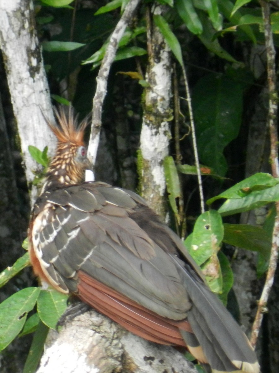 hoatzin - ML152447151