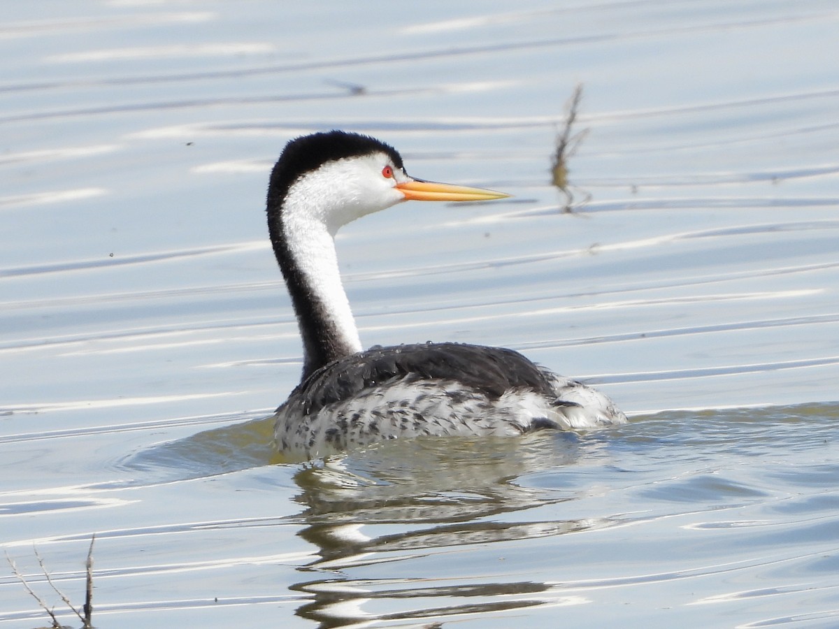 Clark's Grebe - ML152447161