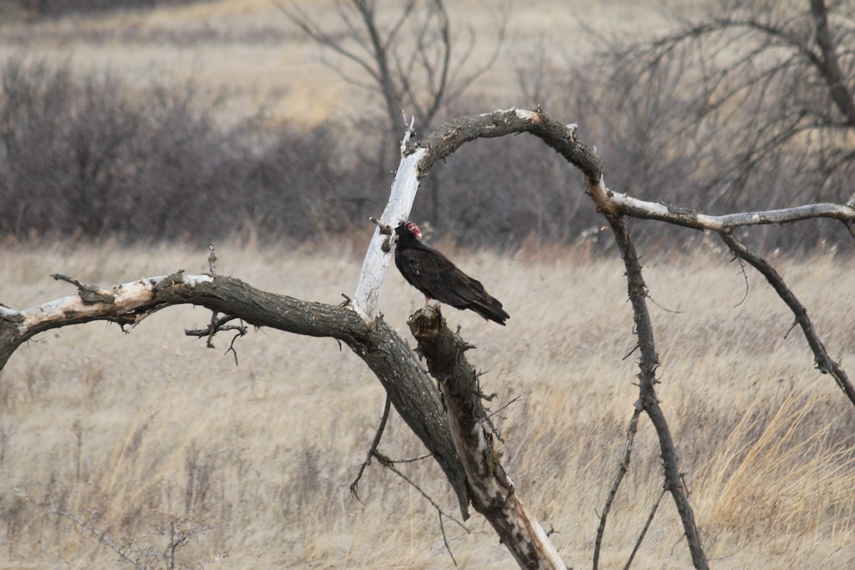 Turkey Vulture - Jodi Boe