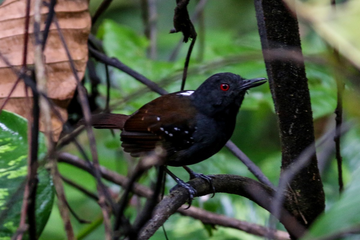 Dull-mantled Antbird - ML152447551