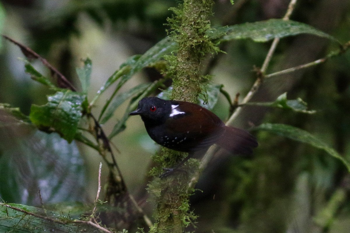 Dull-mantled Antbird - ML152447701