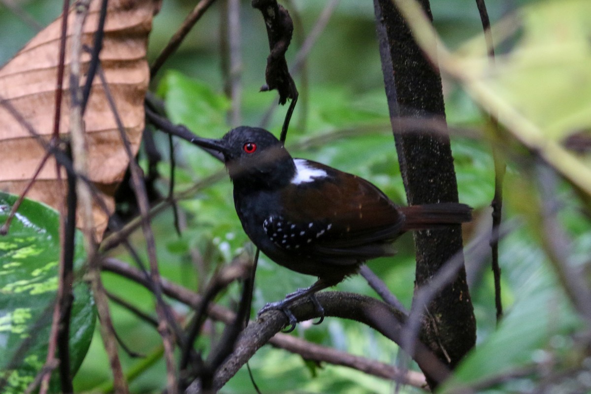 Dull-mantled Antbird - ML152447751