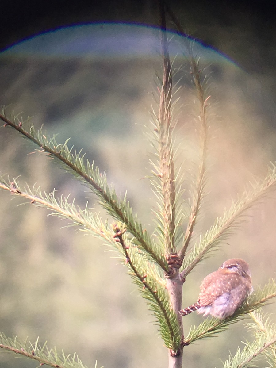 Northern Pygmy-Owl - ML152448521