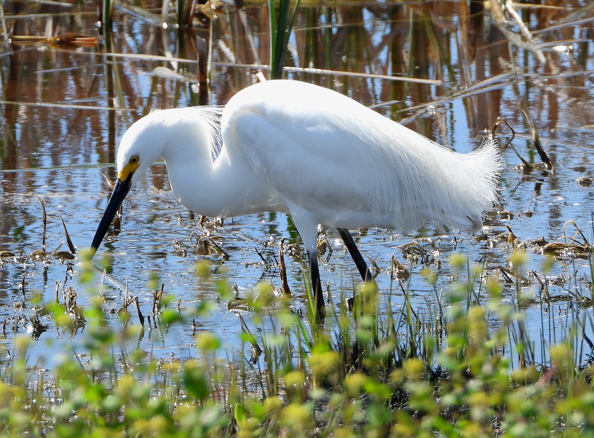 Snowy Egret - ML152449621