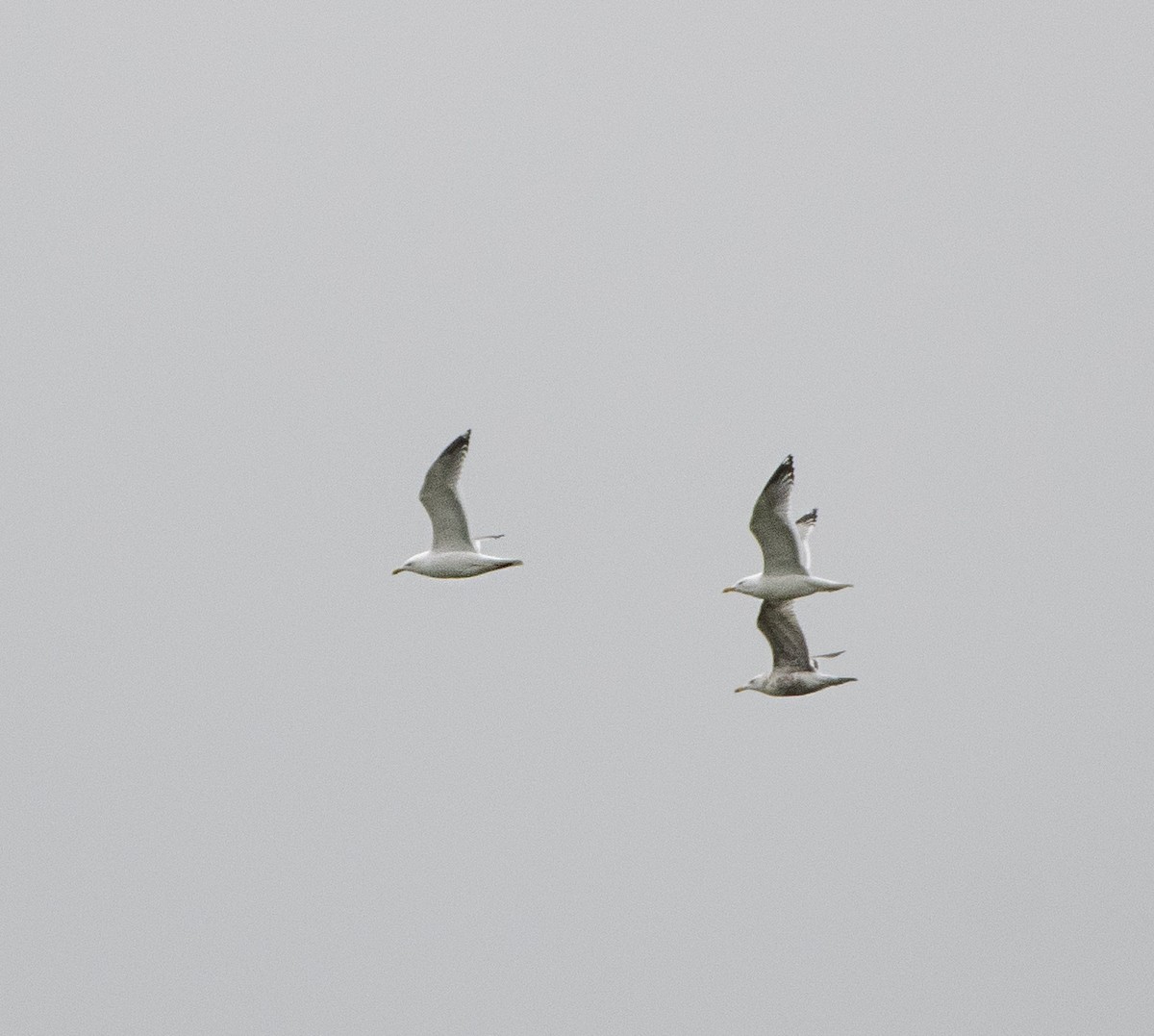 Herring Gull - ML152450041