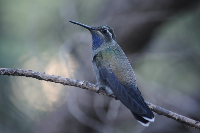 Blue-throated Mountain-gem - Caleb Strand