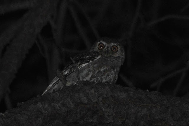 Elf Owl - ML152450571