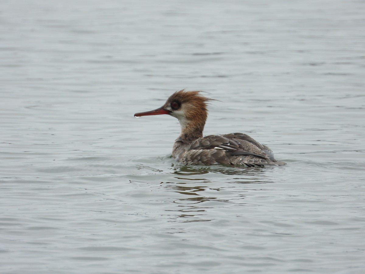 Red-breasted Merganser - ML152450641