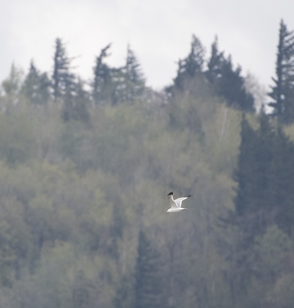 Ring-billed Gull - ML152450931