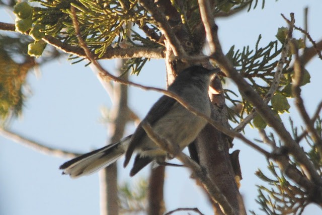 Black-capped Gnatcatcher - ML152453041