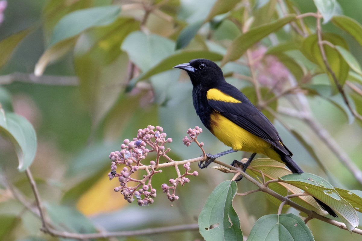 Black-cowled Oriole - ML152453141