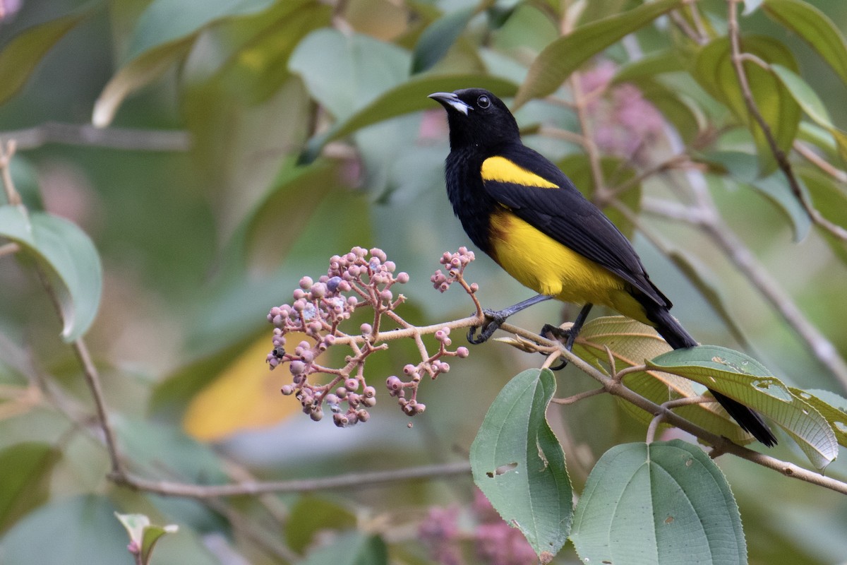 Black-cowled Oriole - ML152453151