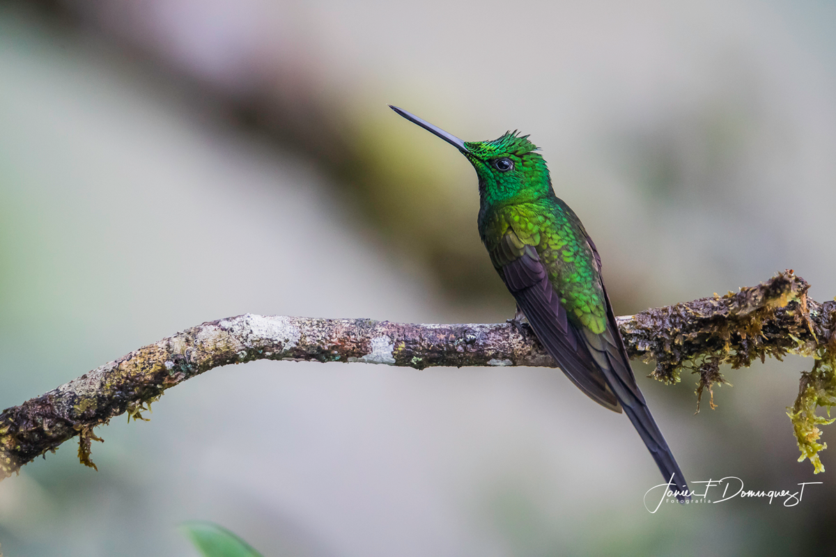 Grünstirn-Brillantkolibri - ML152453491