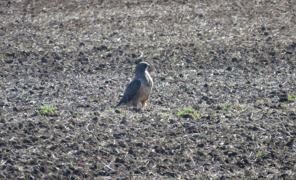 Swainson's Hawk - Vivek Govind Kumar
