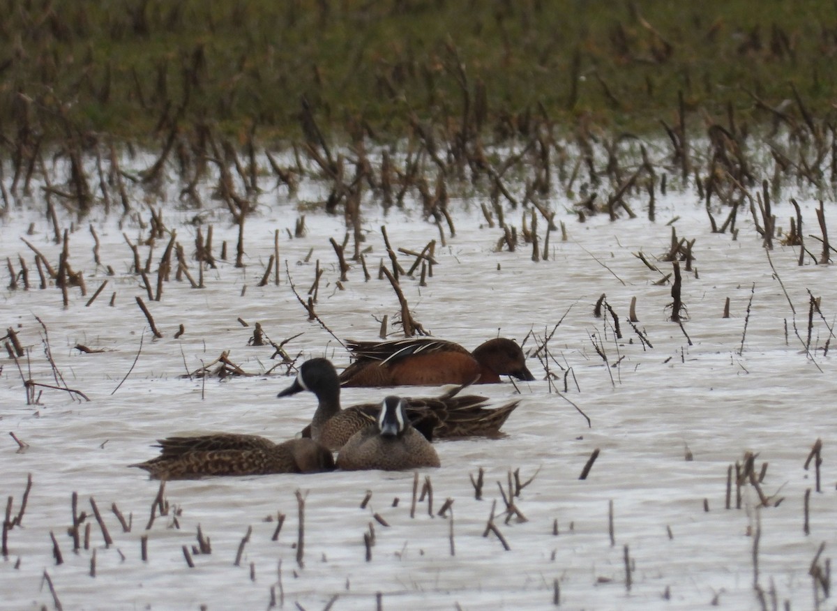 teal sp. - ML152454441