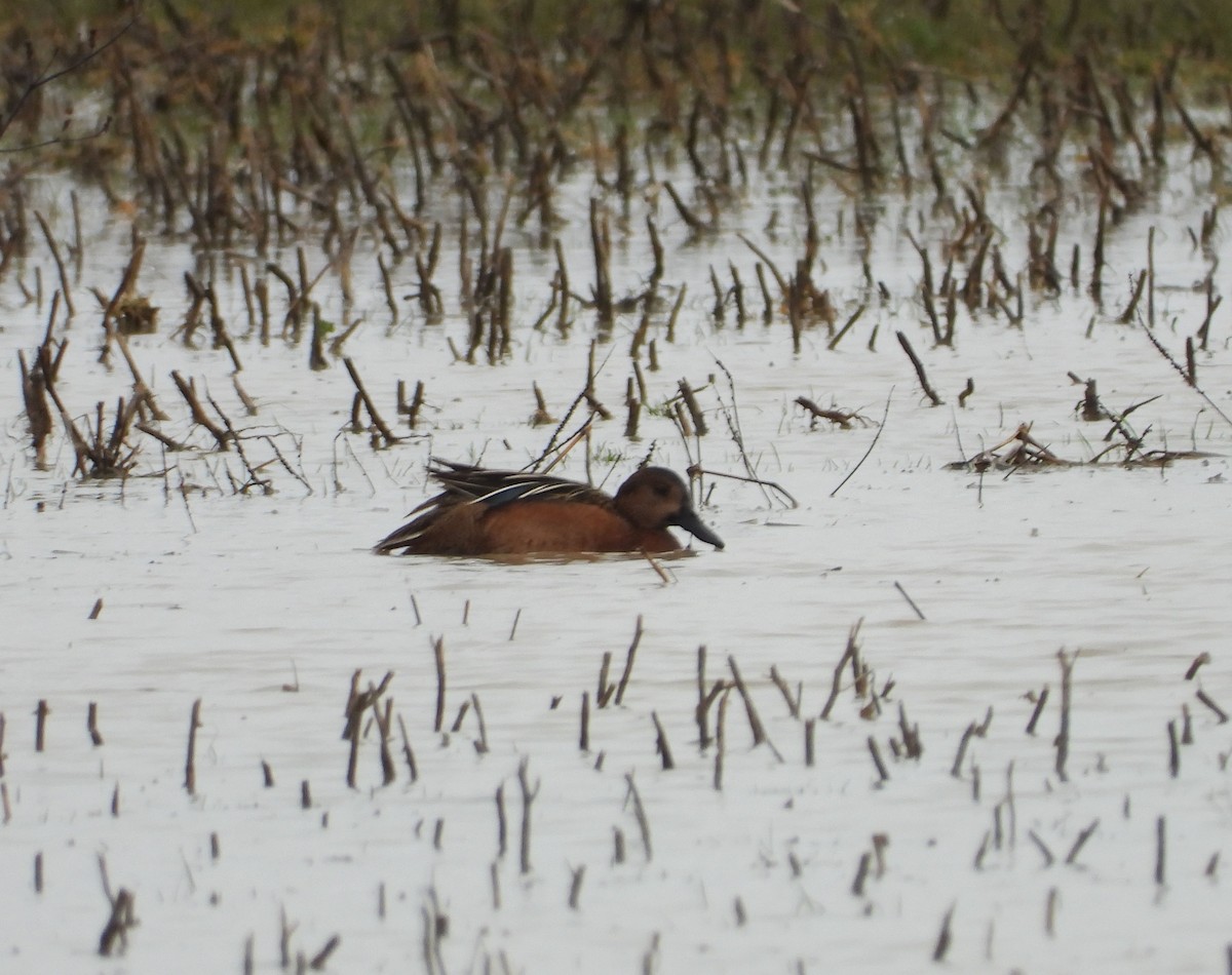 teal sp. - ML152454451