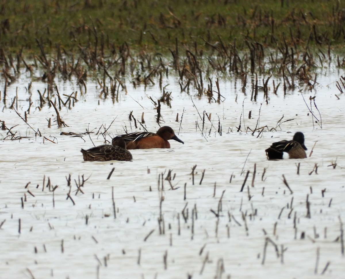 teal sp. - ML152454461