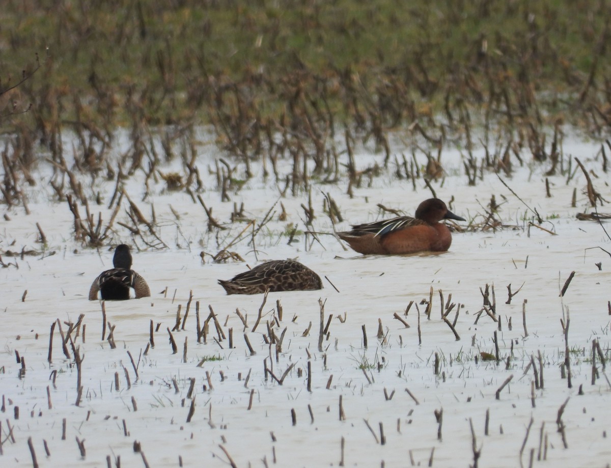 teal sp. - ML152454491