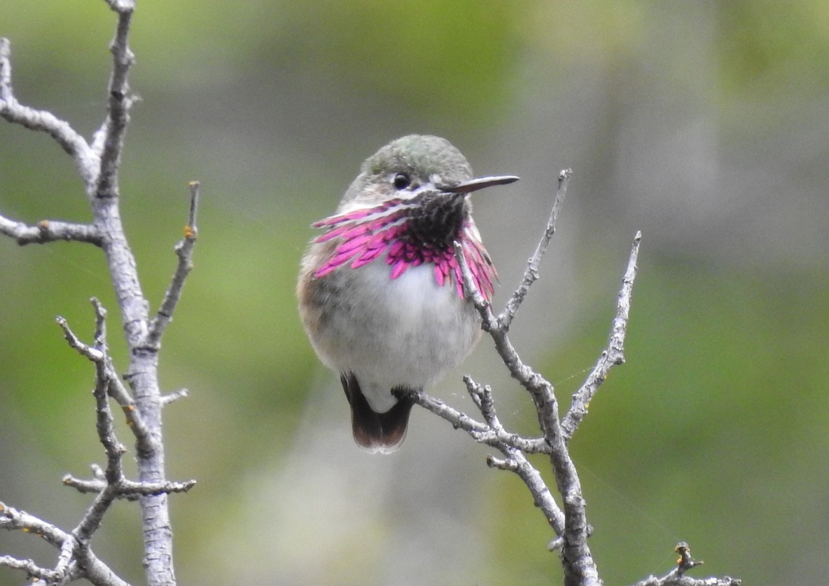 Calliope Hummingbird - ML152454751